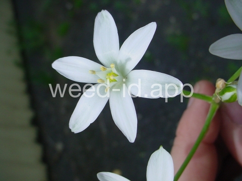 star-of-Bethlehem